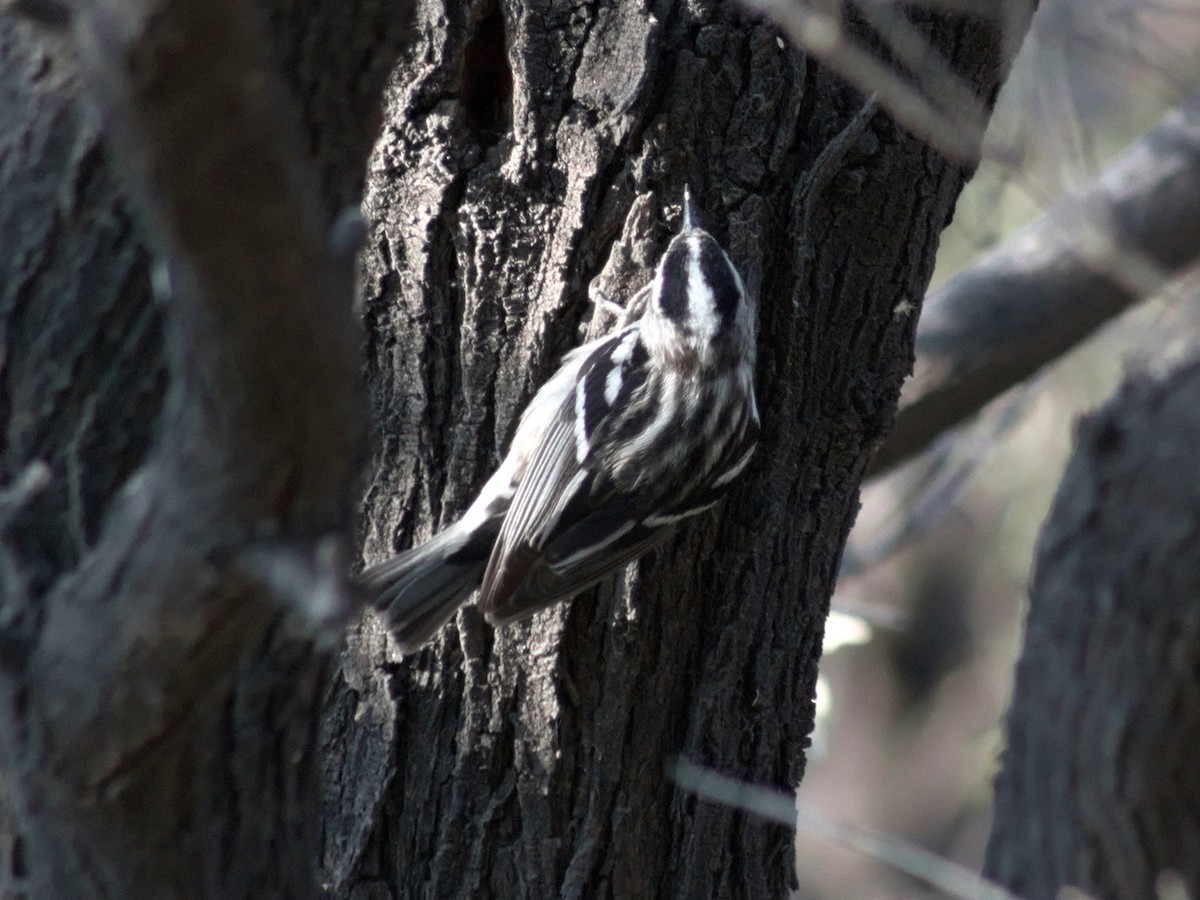 Black-and-white Warbler - ML618767712