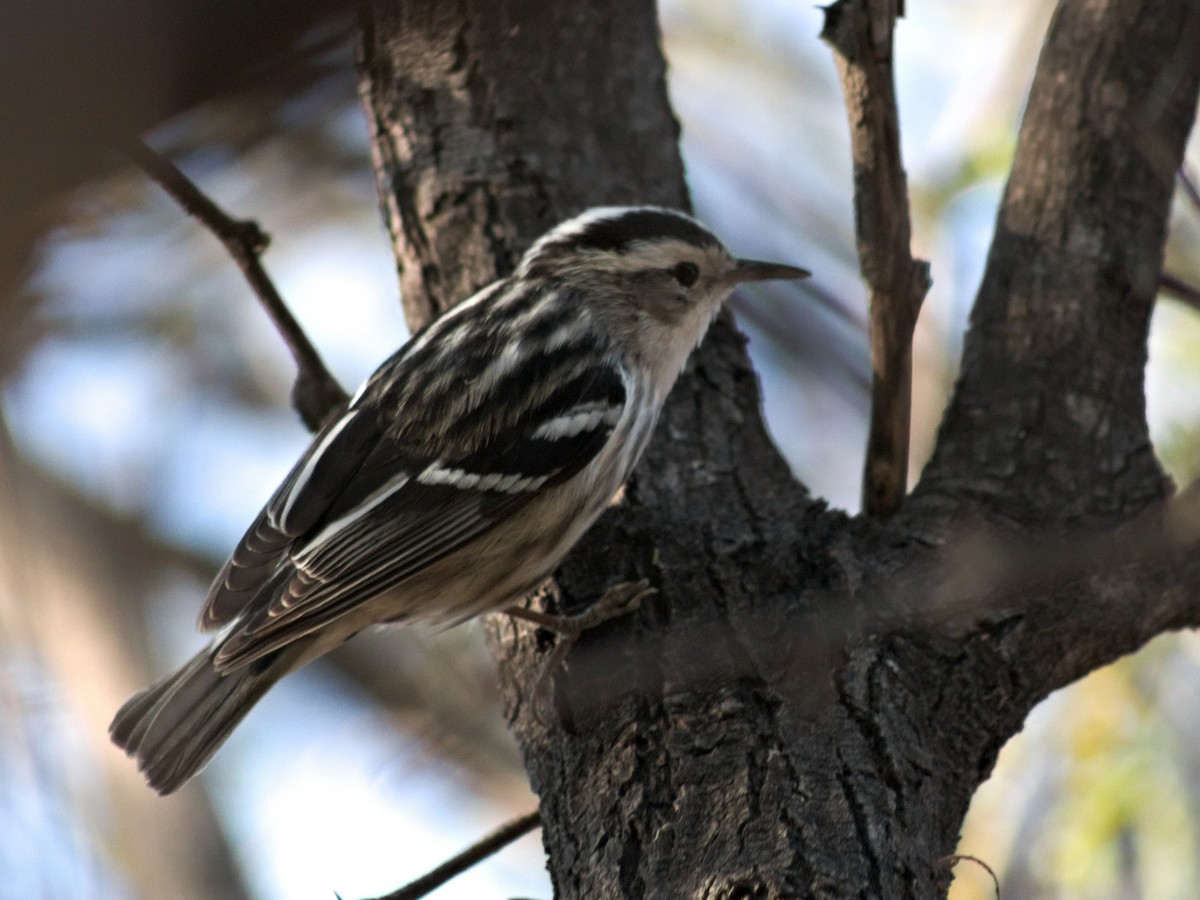 Black-and-white Warbler - ML618767713