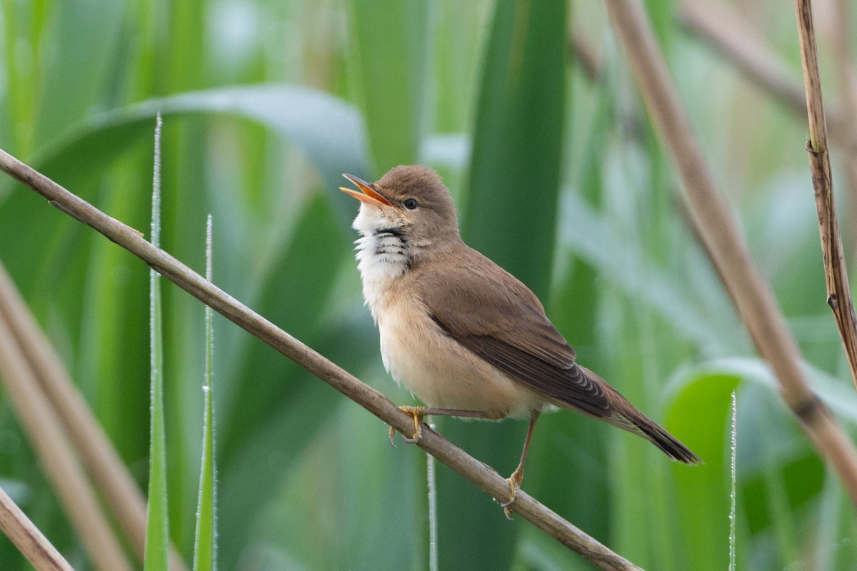 Common Reed Warbler - ML618767714