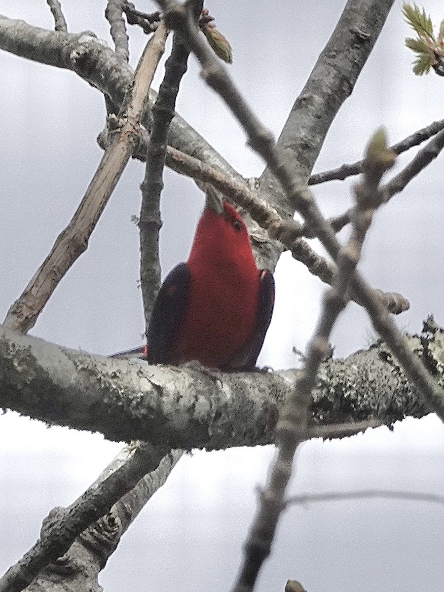 Scarlet Tanager - ML618767727