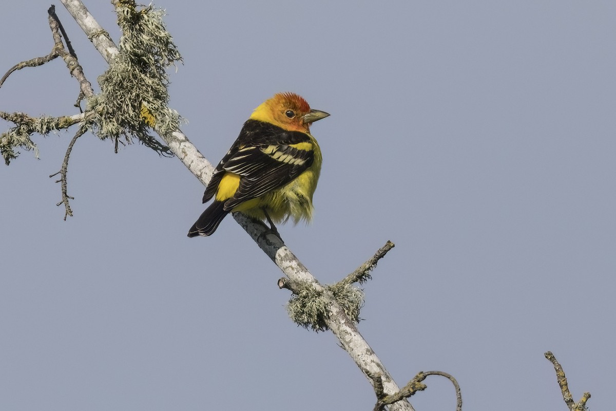 Western Tanager - ML618767766