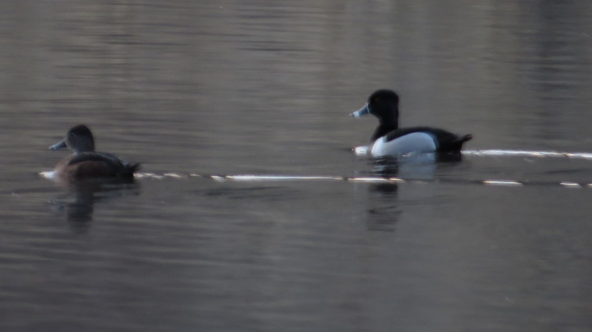 Ring-necked Duck - James P.