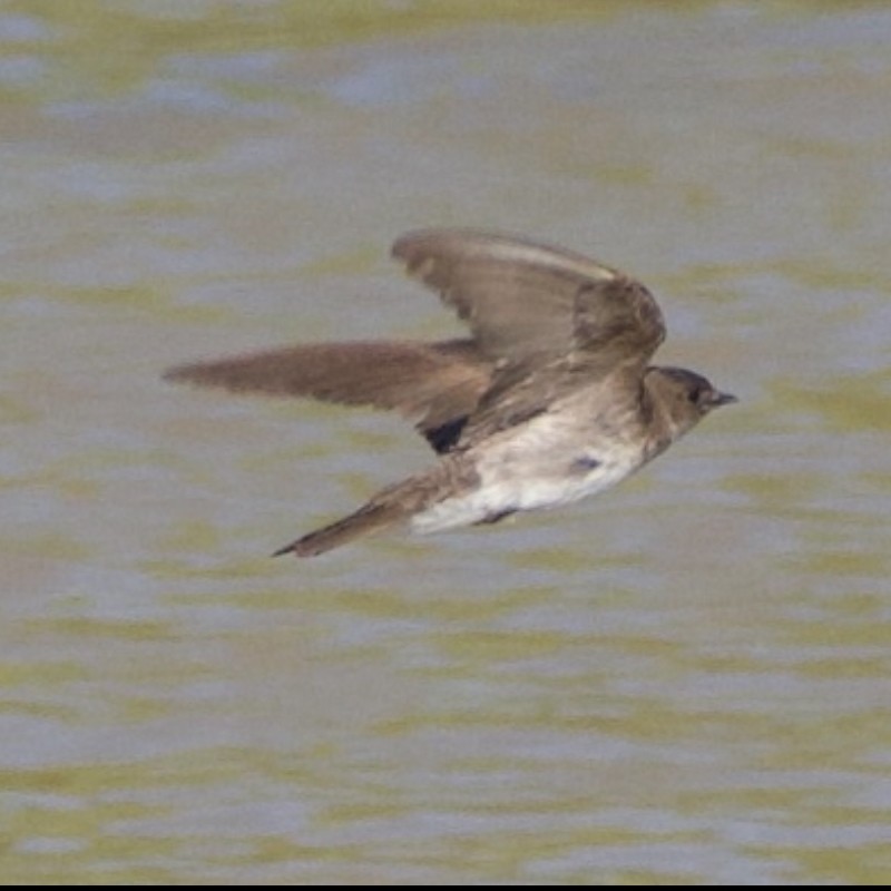 Northern Rough-winged Swallow - ML618767814