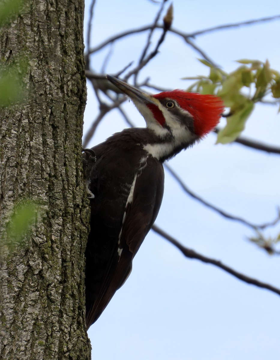 Pileated Woodpecker - ML618767822