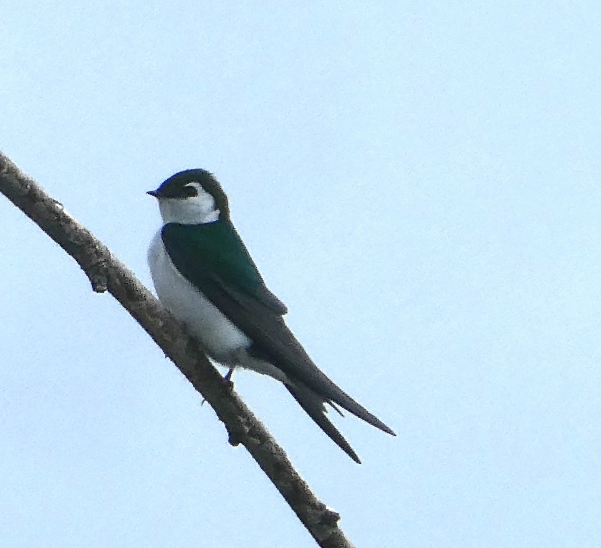 Violet-green Swallow - ML618767826