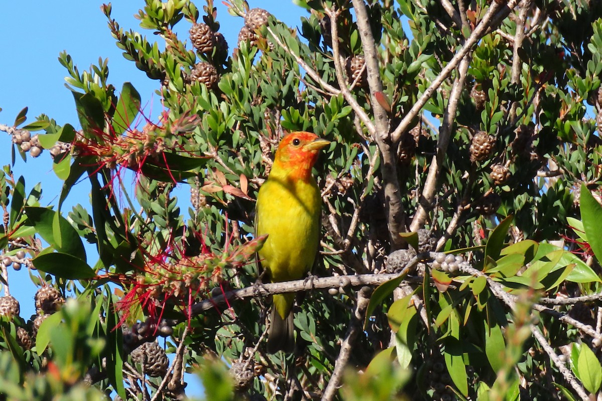 Western Tanager - ML618767831