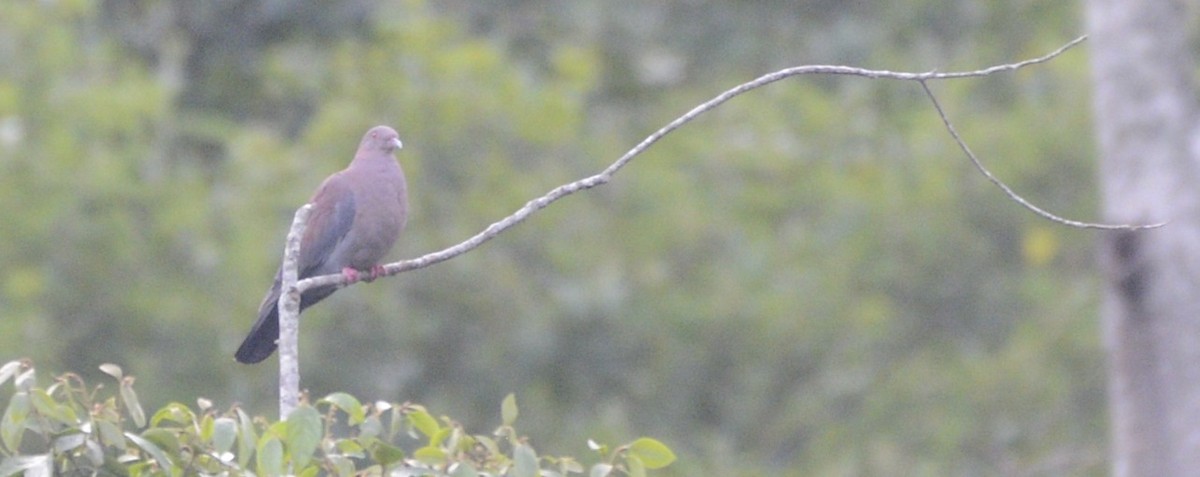 Peruvian Pigeon - ML618767843