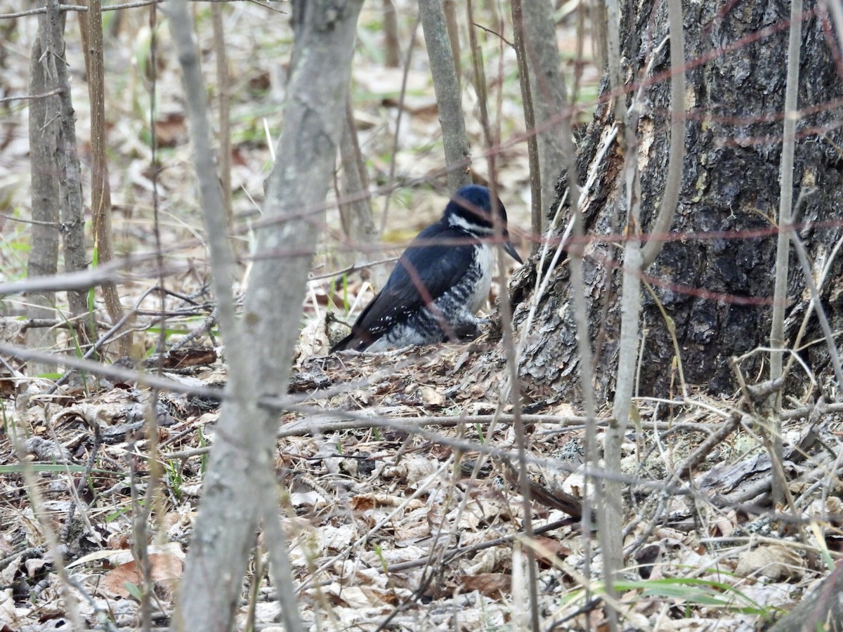Black-backed Woodpecker - ML618767863