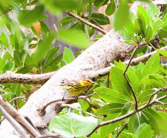 Cape May Warbler - ML618767902
