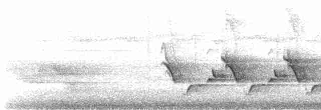 Поплітник каролінський - ML618767915