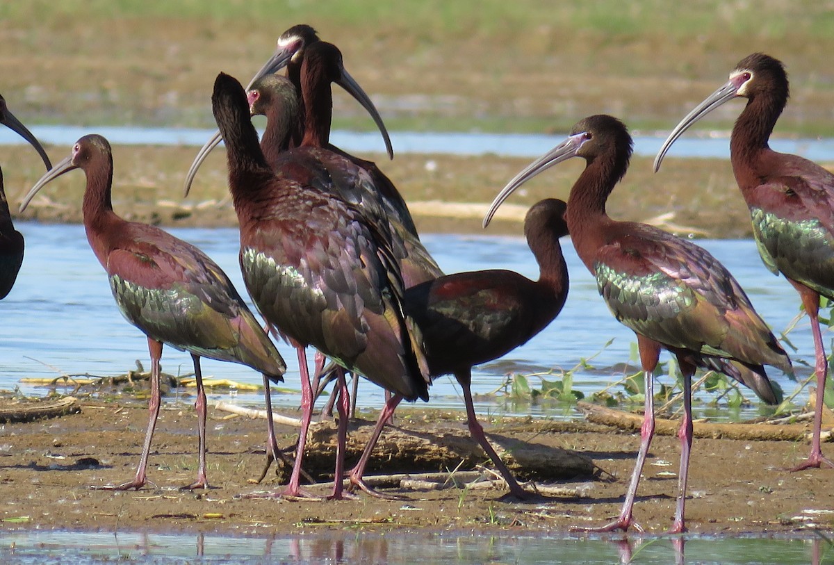 ibis hnědý x americký (hybrid) - ML618767919
