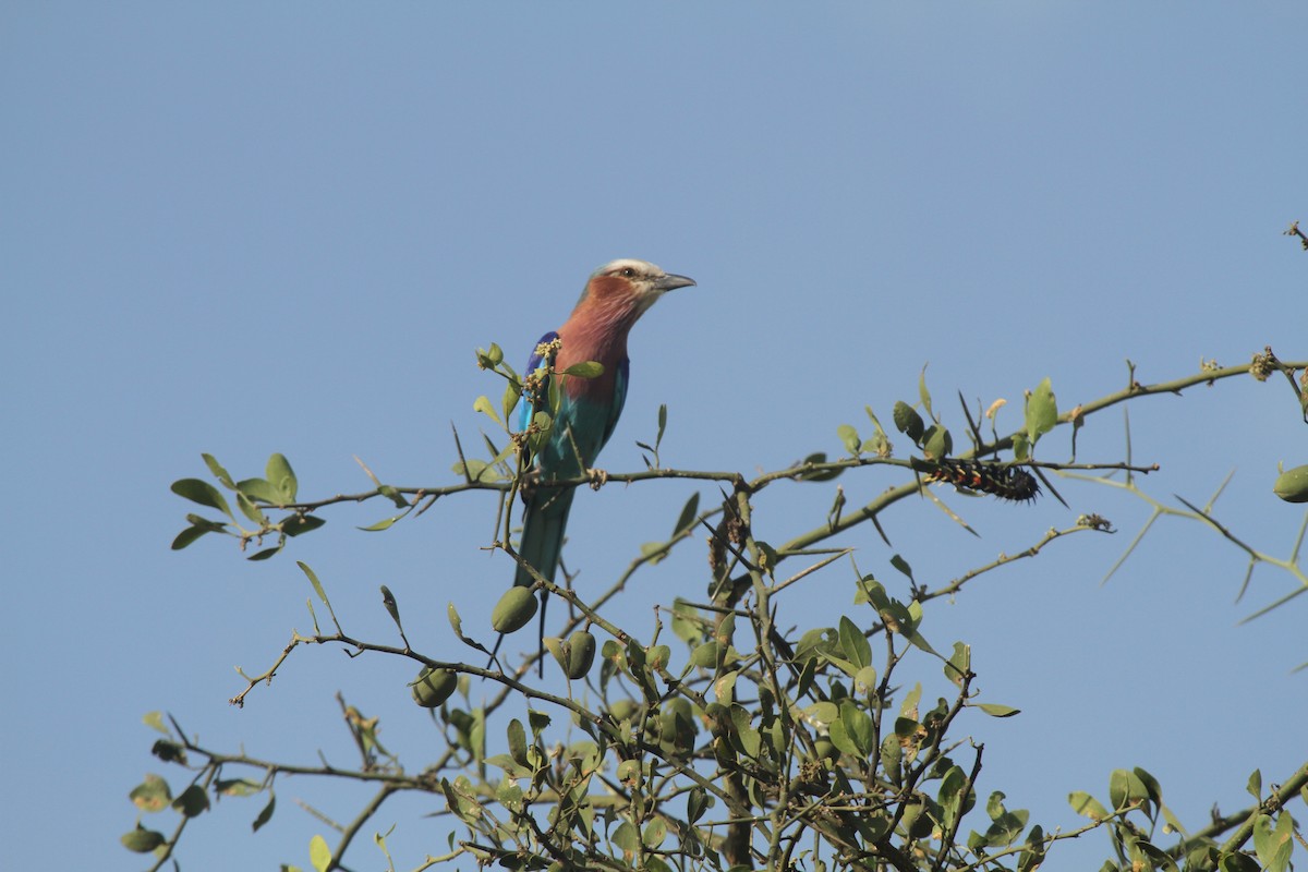 Lilac-breasted Roller - ML618767938