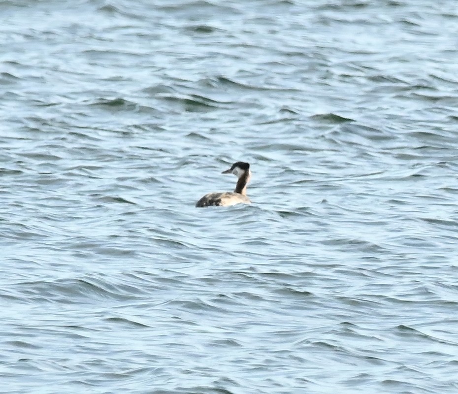 Red-necked Grebe - ML618767951