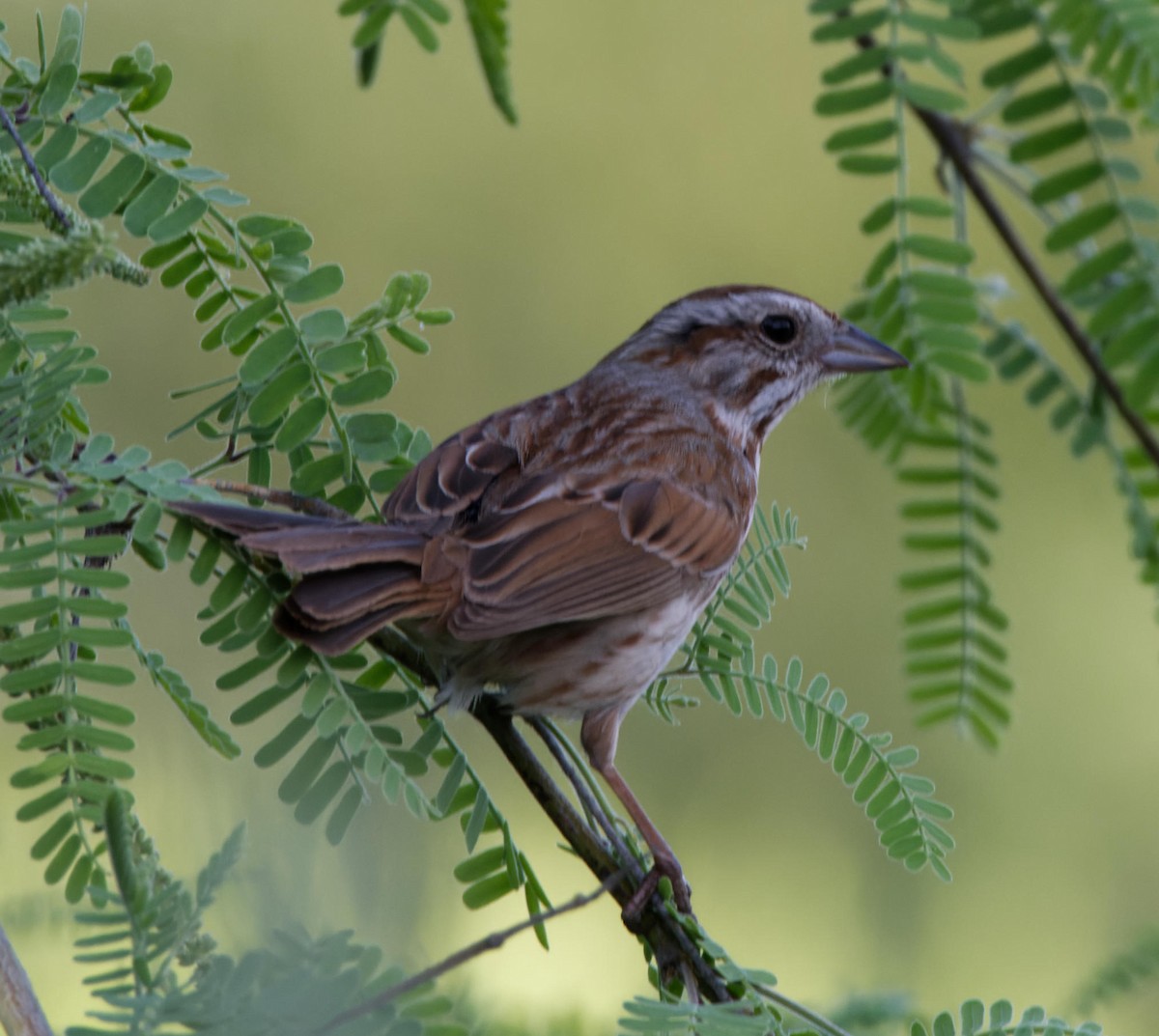 Song Sparrow - Leslie Holzmann