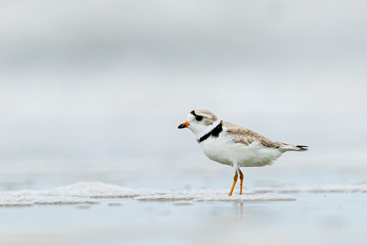 Piping Plover - ML618767962