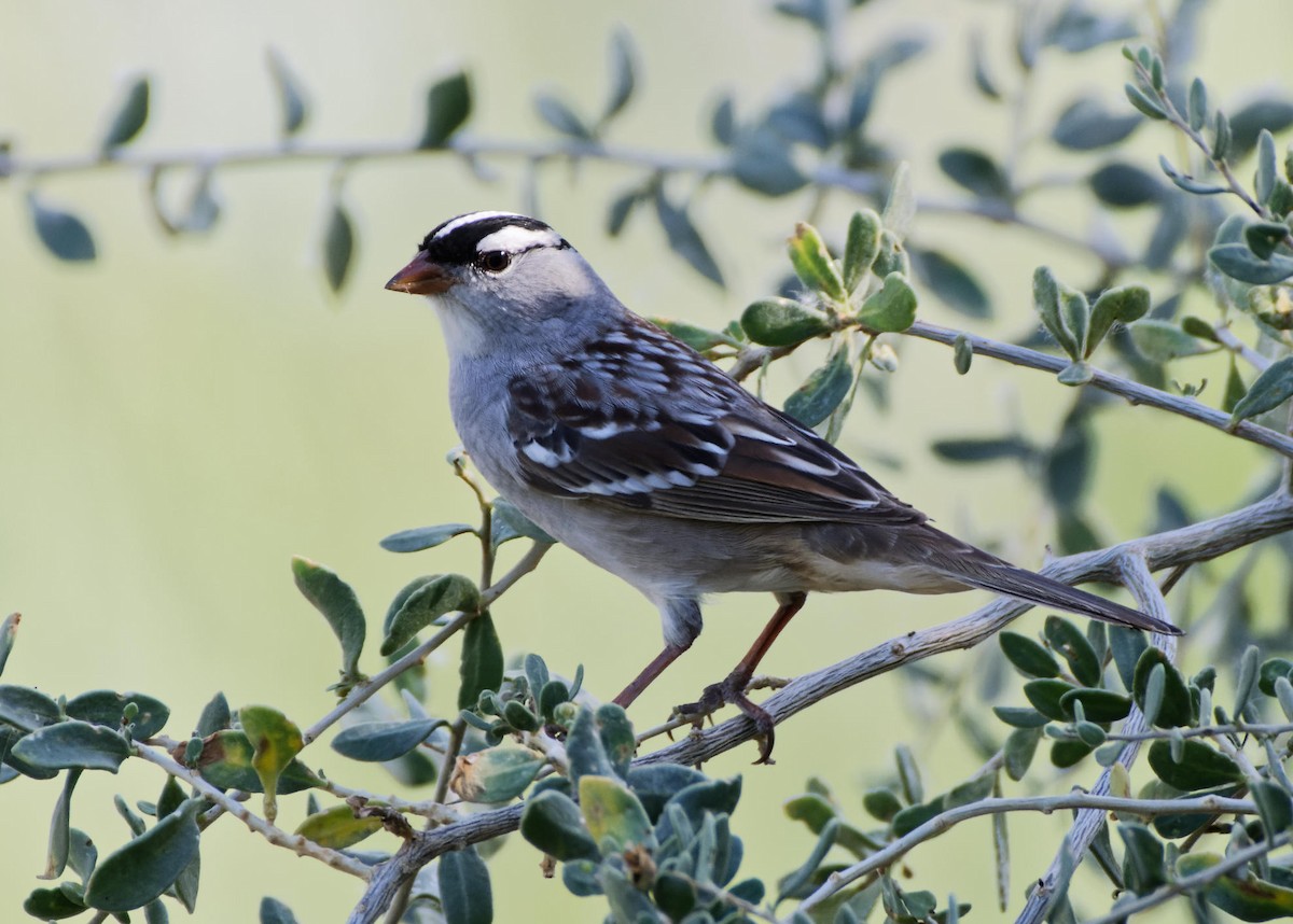 White-crowned Sparrow - ML618767965