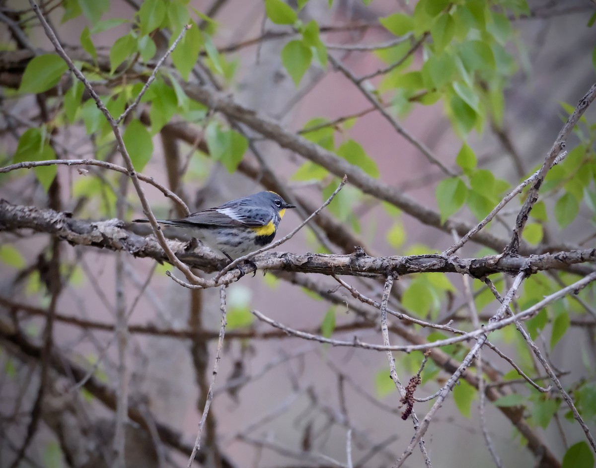 Yellow-rumped Warbler (Audubon's) - ML618767967