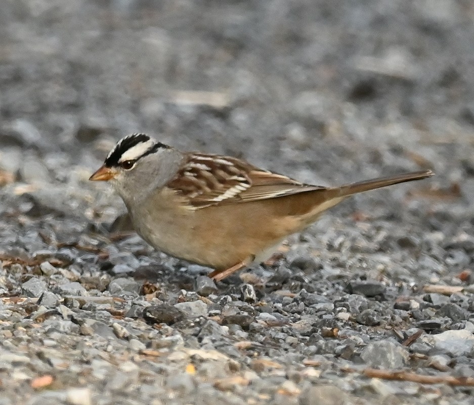 White-crowned Sparrow - ML618767968