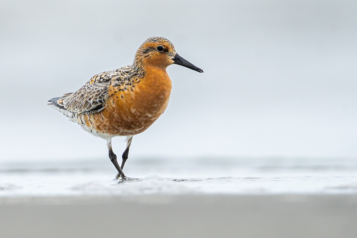 Red Knot - ML618767970