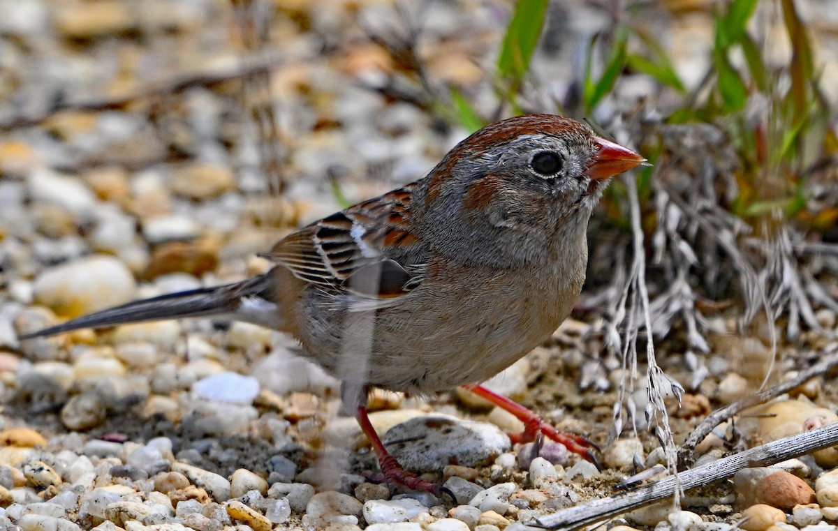 Field Sparrow - ML618767986