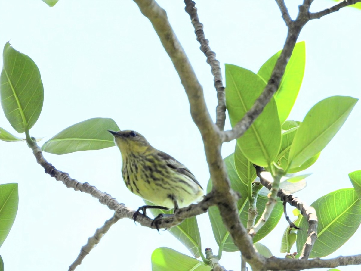 Cape May Warbler - ML618768053