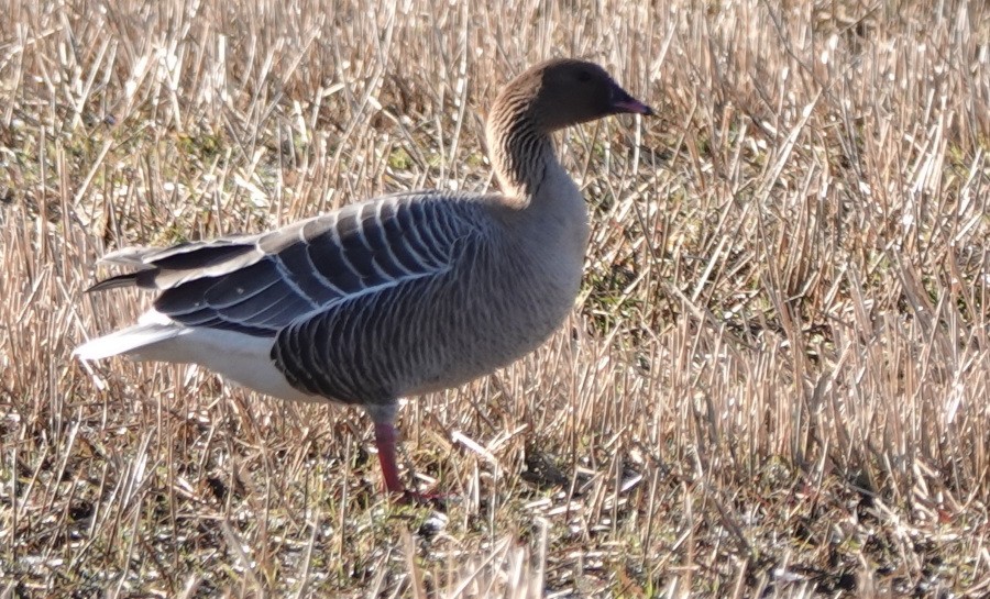 Pink-footed Goose - ML618768084
