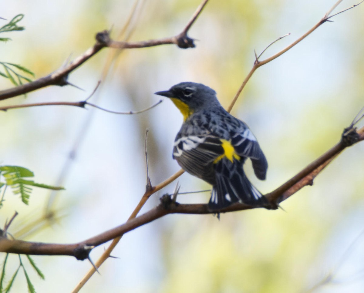 Yellow-rumped Warbler (Audubon's) - ML618768086