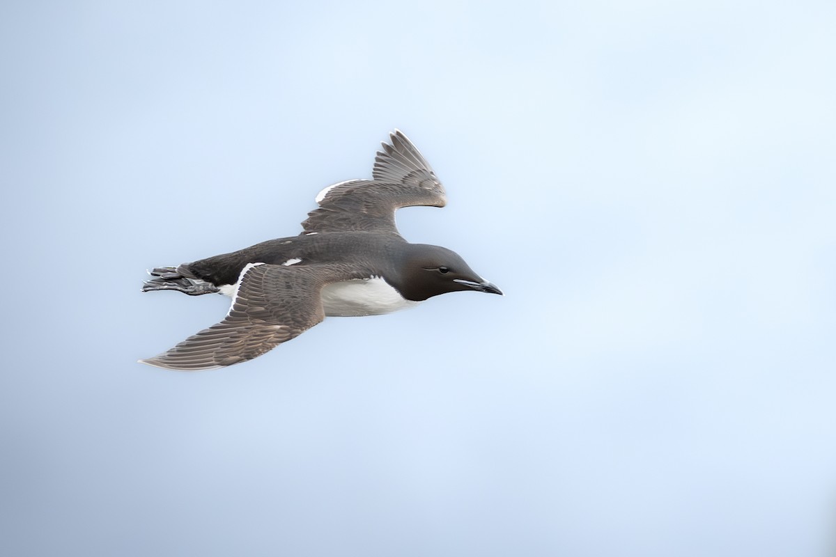 Thick-billed Murre - ML618768087