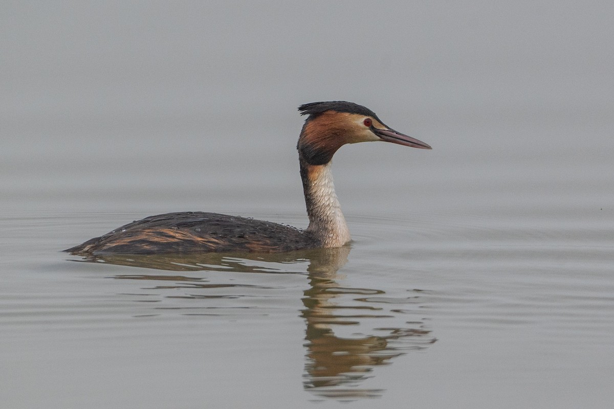 Great Crested Grebe - ML618768157