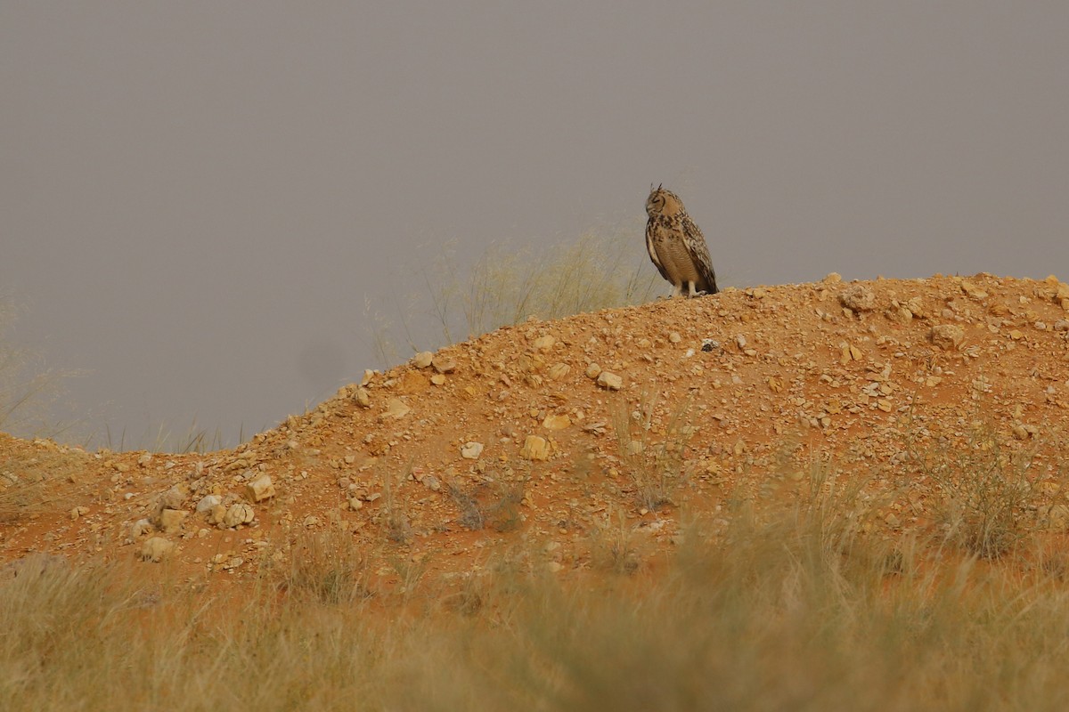 Pharaoh Eagle-Owl - ML618768201