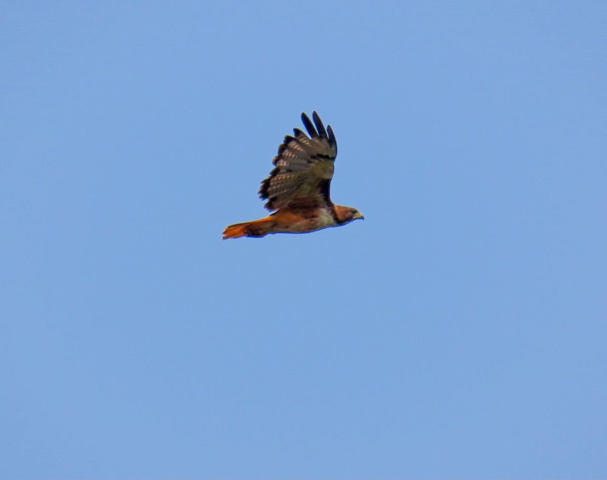 Red-tailed Hawk - ML618768210