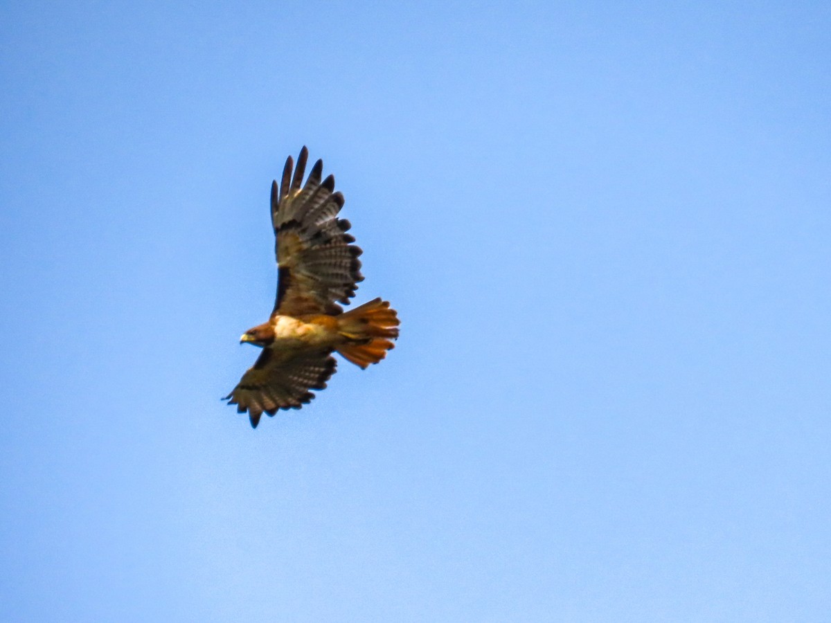 Red-tailed Hawk - ML618768211