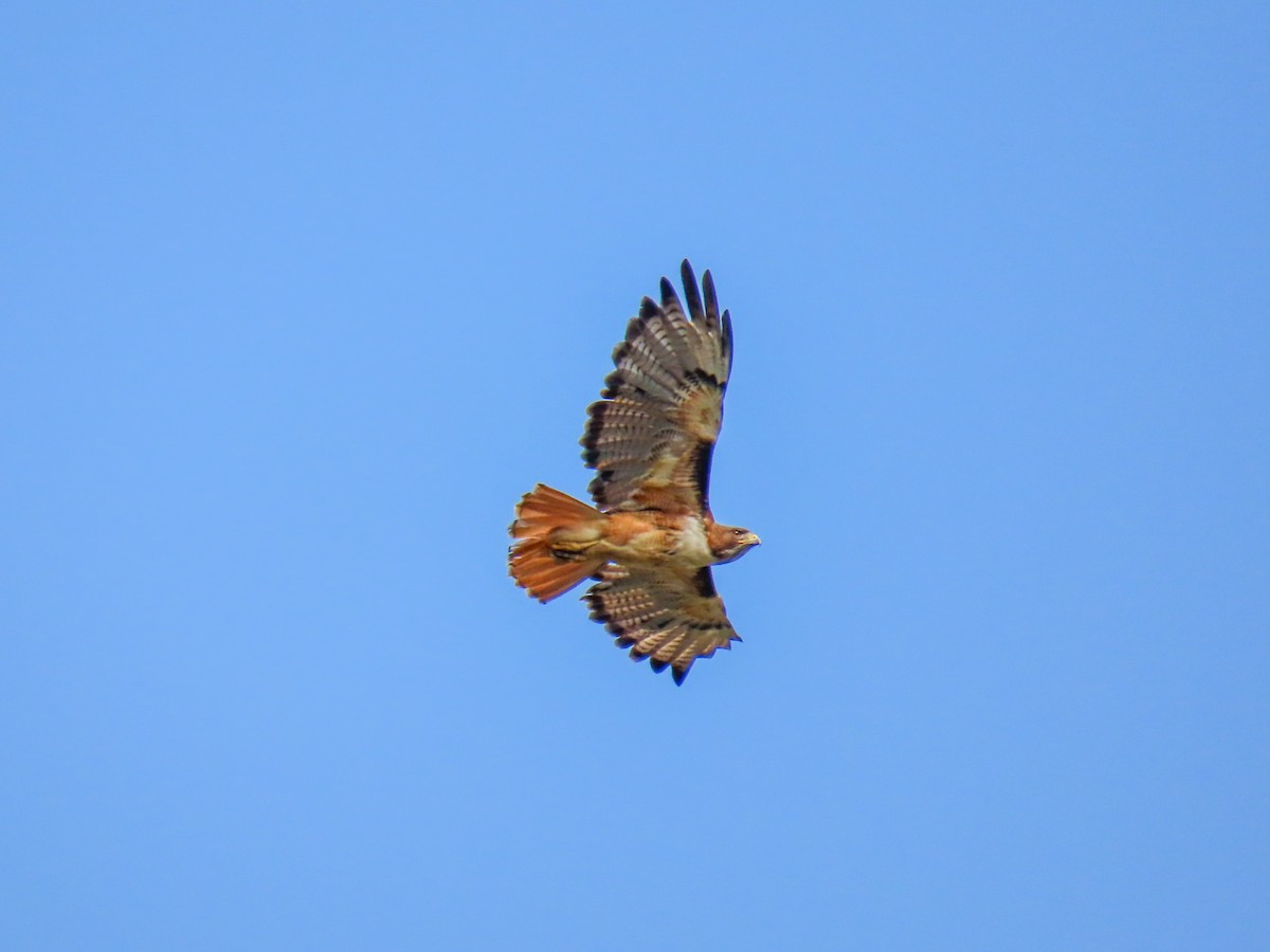Red-tailed Hawk - ML618768212