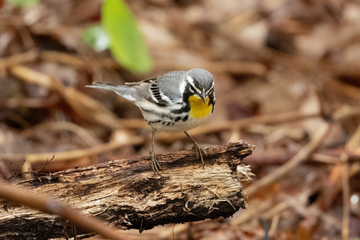 Yellow-throated Warbler - ML618768213