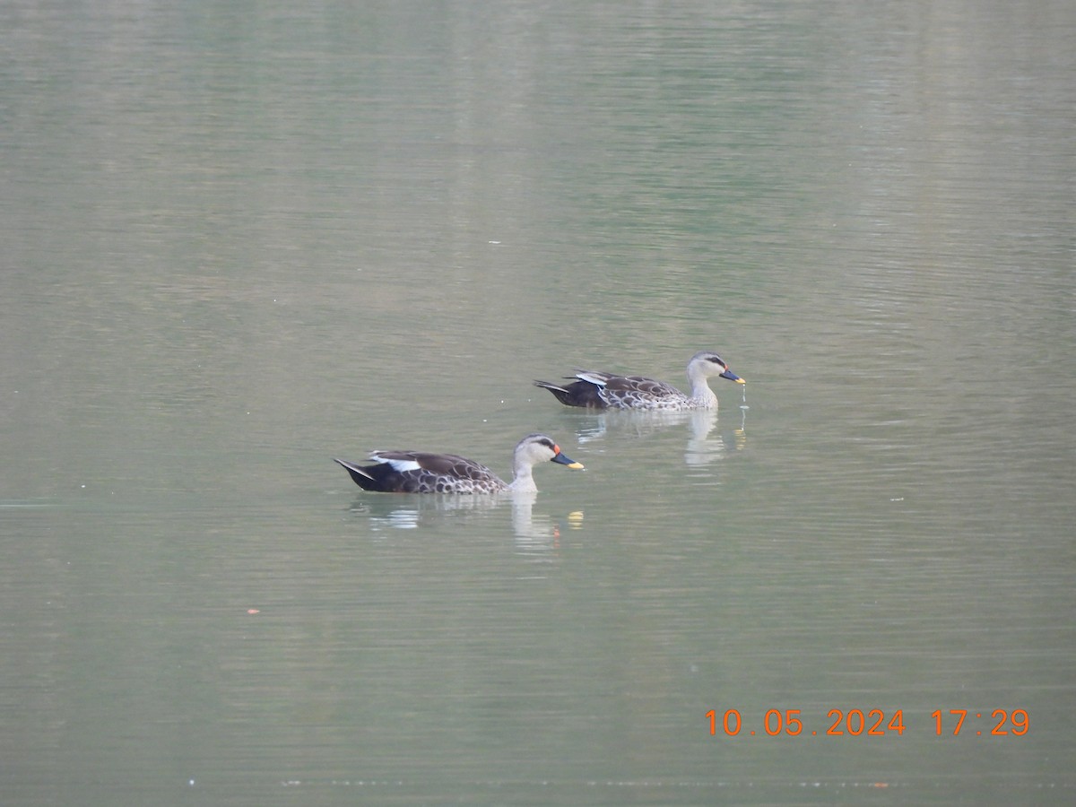 Indian Spot-billed Duck - ML618768222