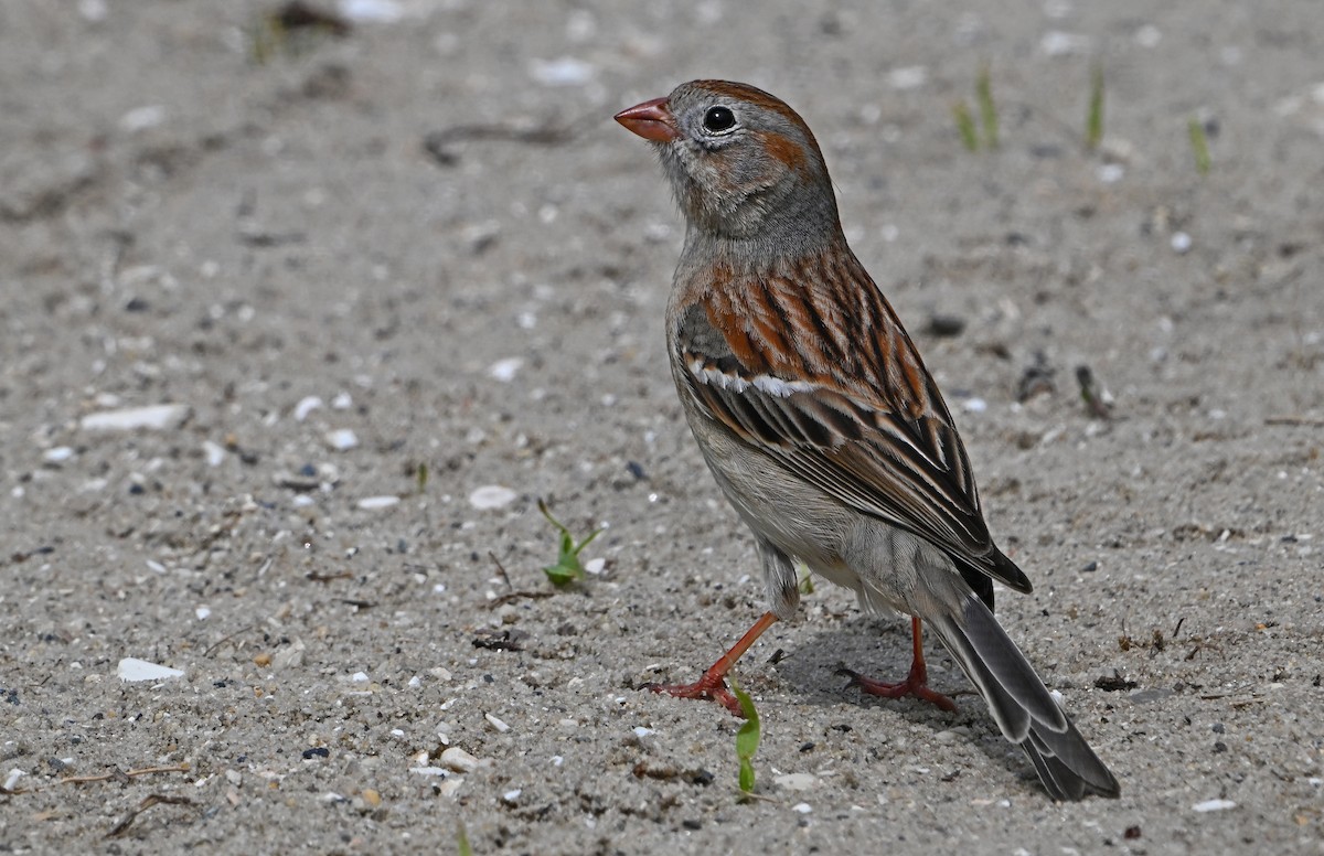 Field Sparrow - ML618768239