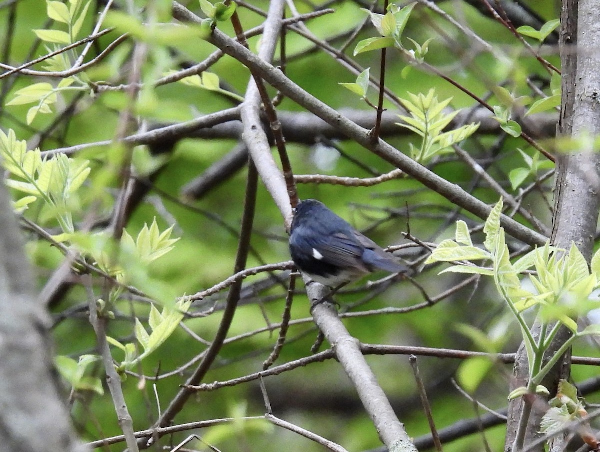 Black-throated Blue Warbler - ML618768245