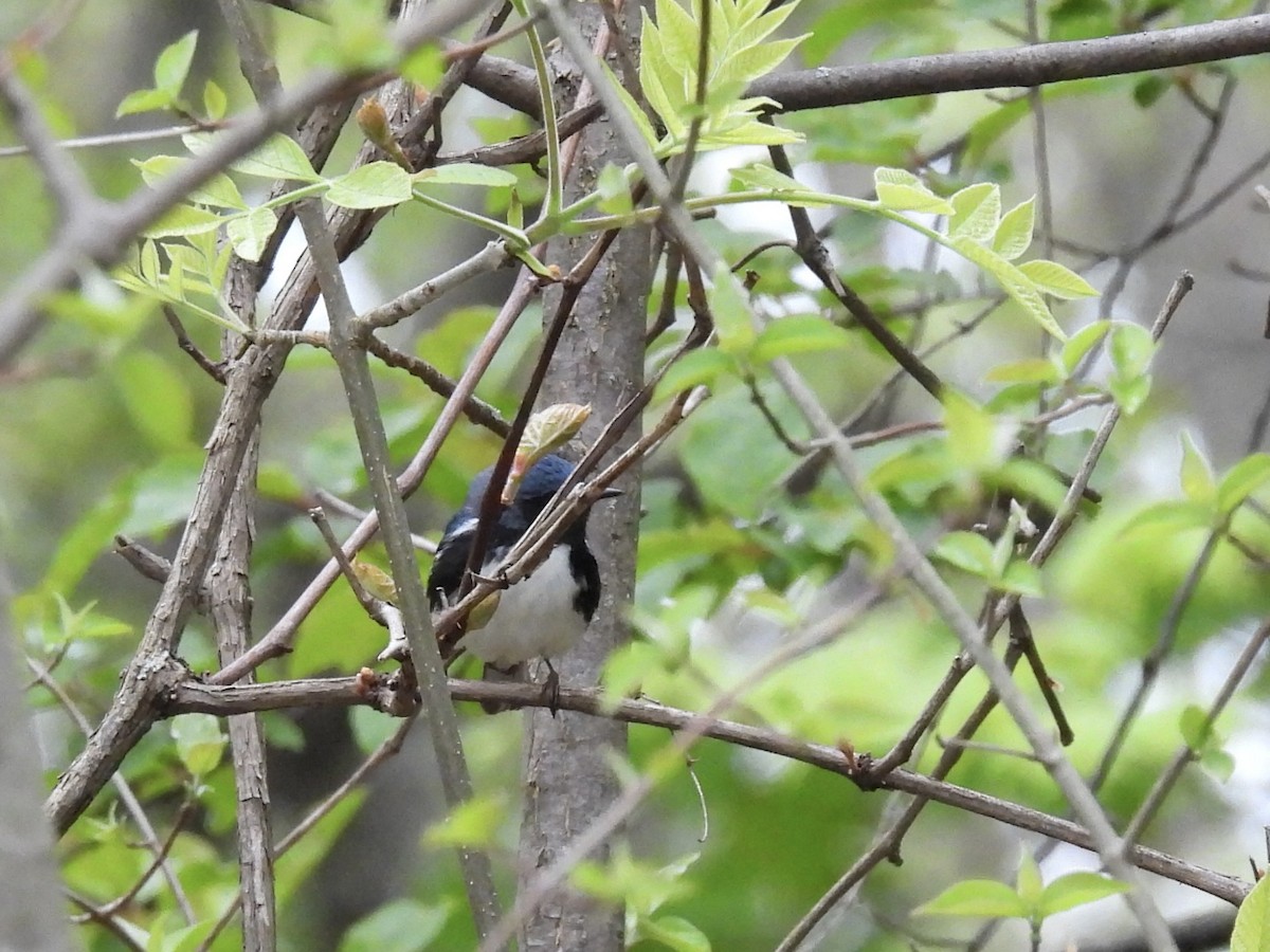 Black-throated Blue Warbler - ML618768246
