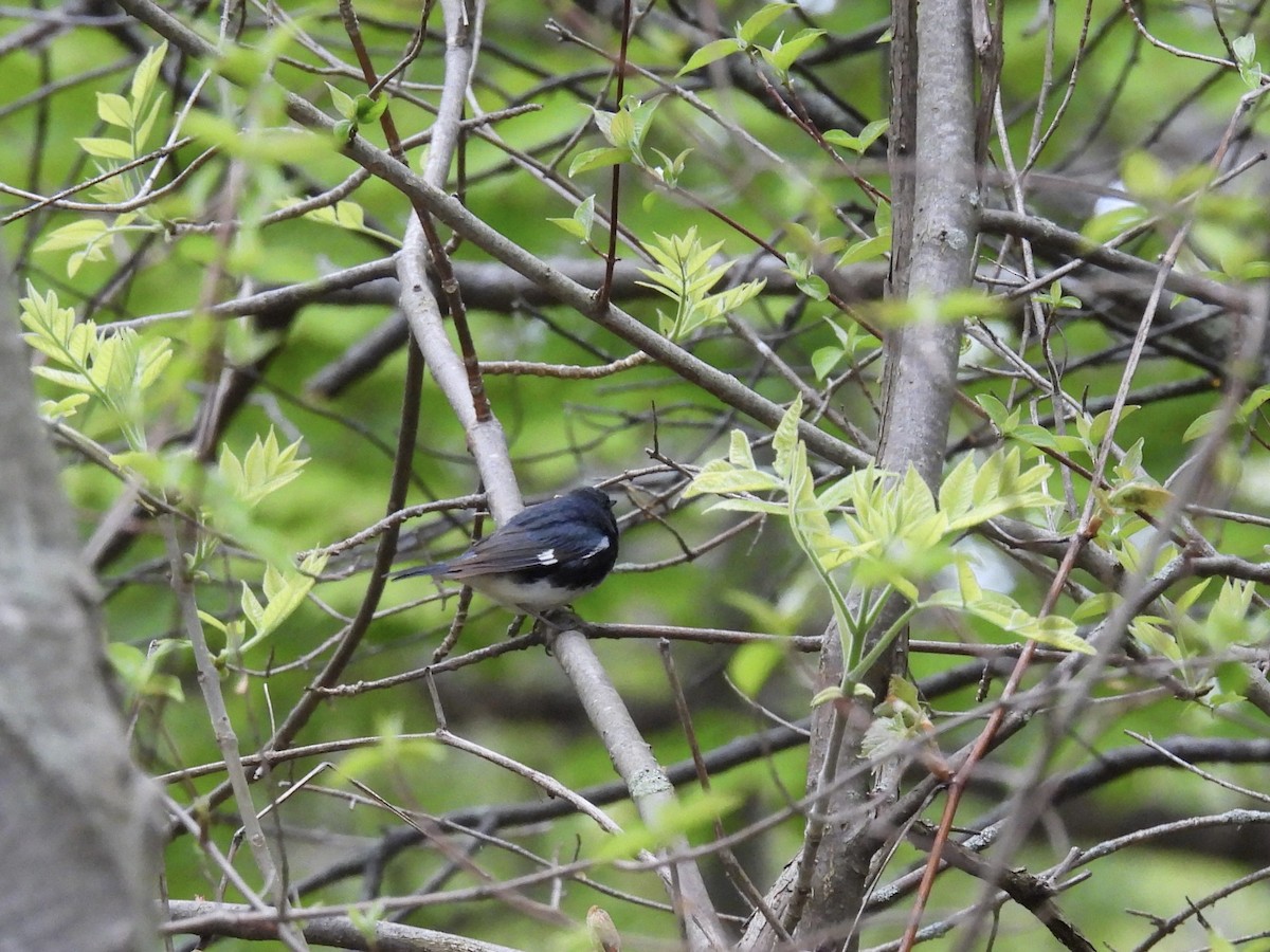 Black-throated Blue Warbler - ML618768247