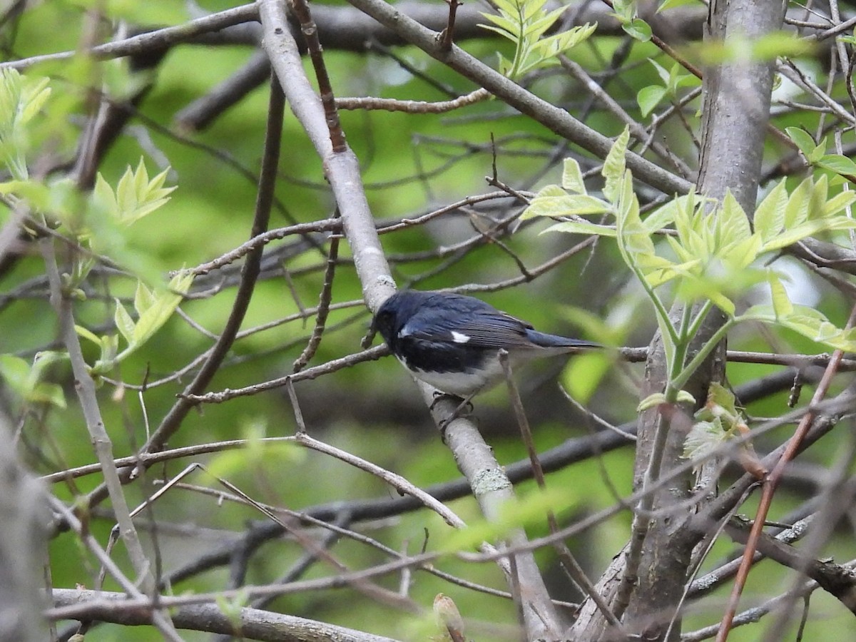 Black-throated Blue Warbler - ML618768248