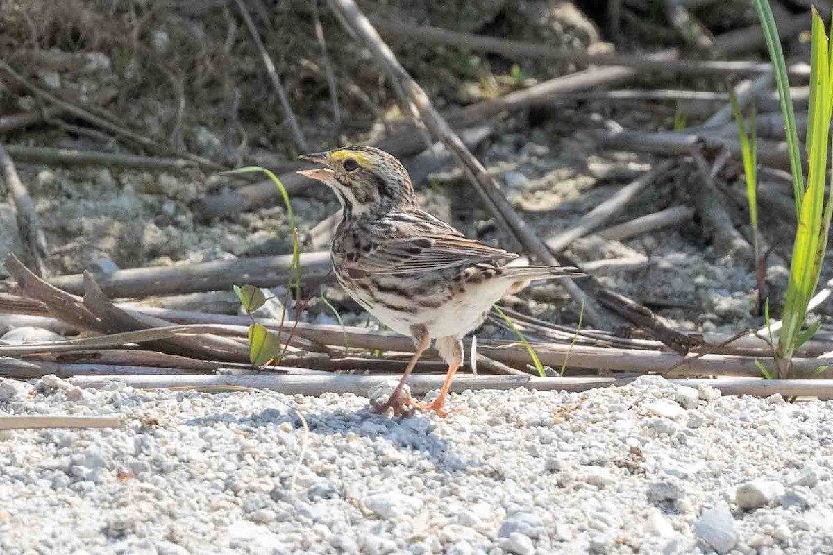 Savannah Sparrow - ML618768266