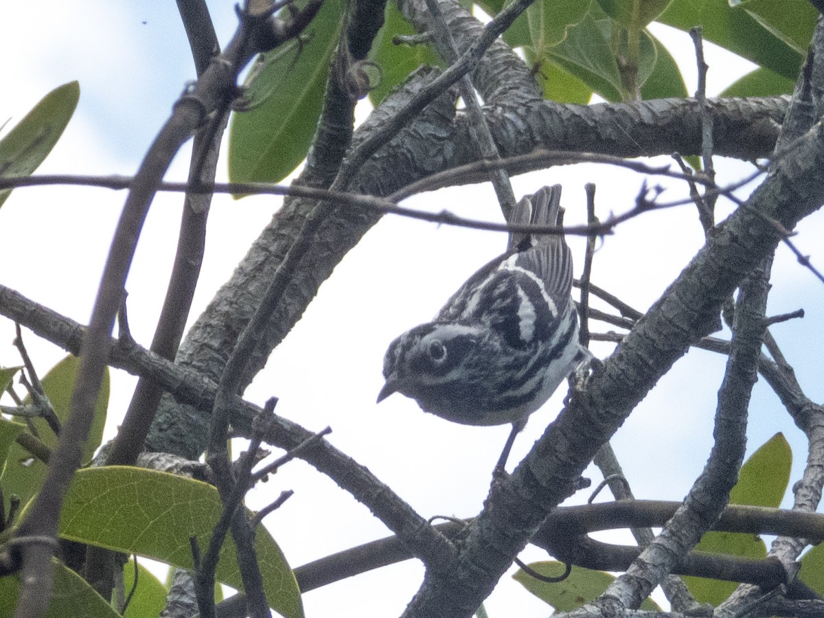 Black-and-white Warbler - ML618768270