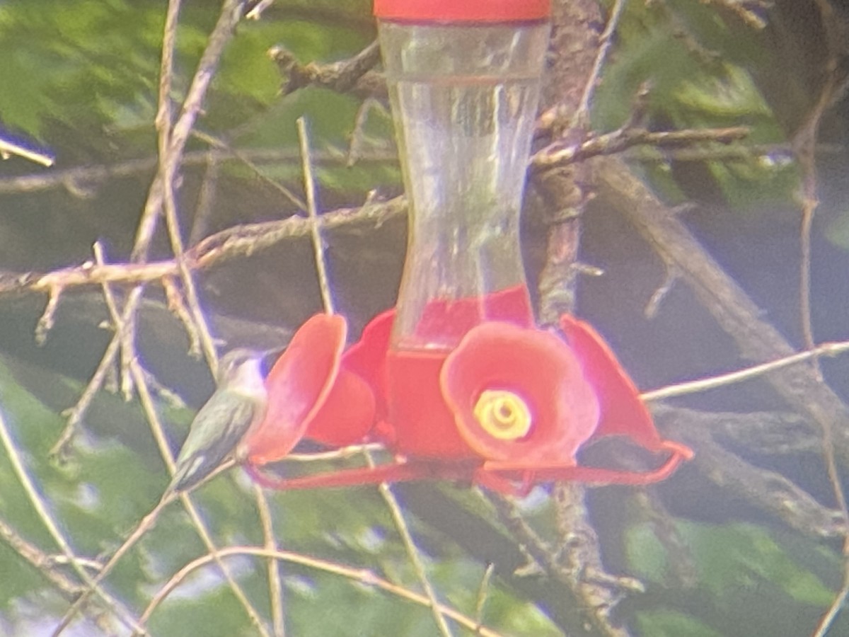 Ruby-throated Hummingbird - ML618768400