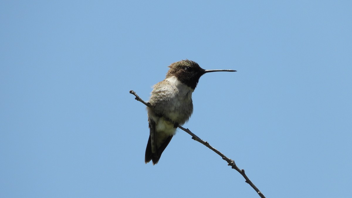 Black-chinned Hummingbird - Chuck Schussman