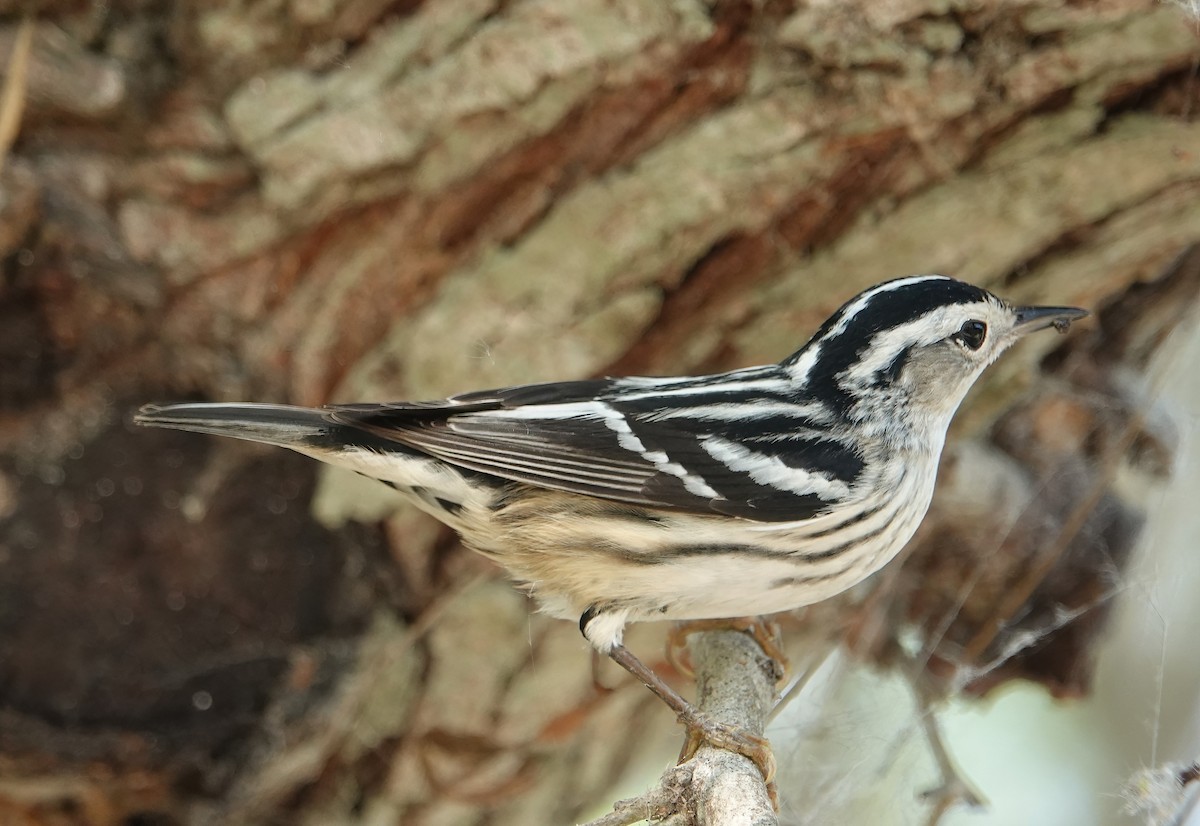 Black-and-white Warbler - ML618768430