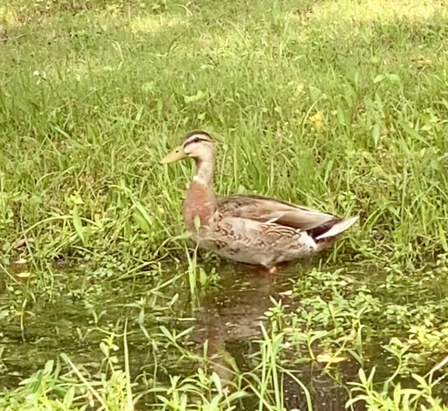 eBird Checklist 10 May 2024 Bear Creek Park (UTC 097) 30 species