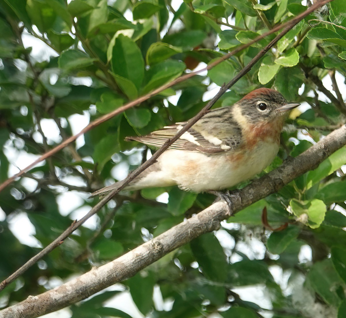 Bay-breasted Warbler - ML618768473