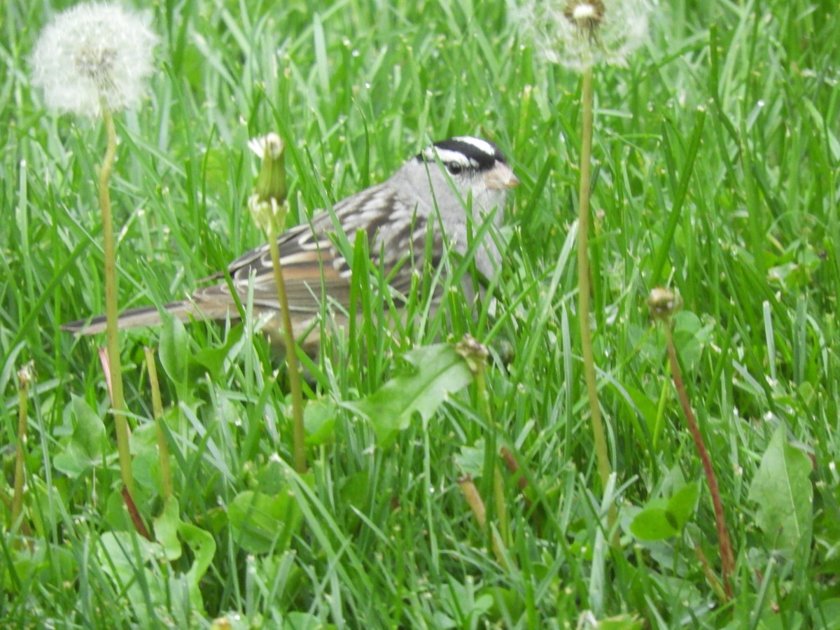 White-crowned Sparrow (leucophrys) - ML618768474