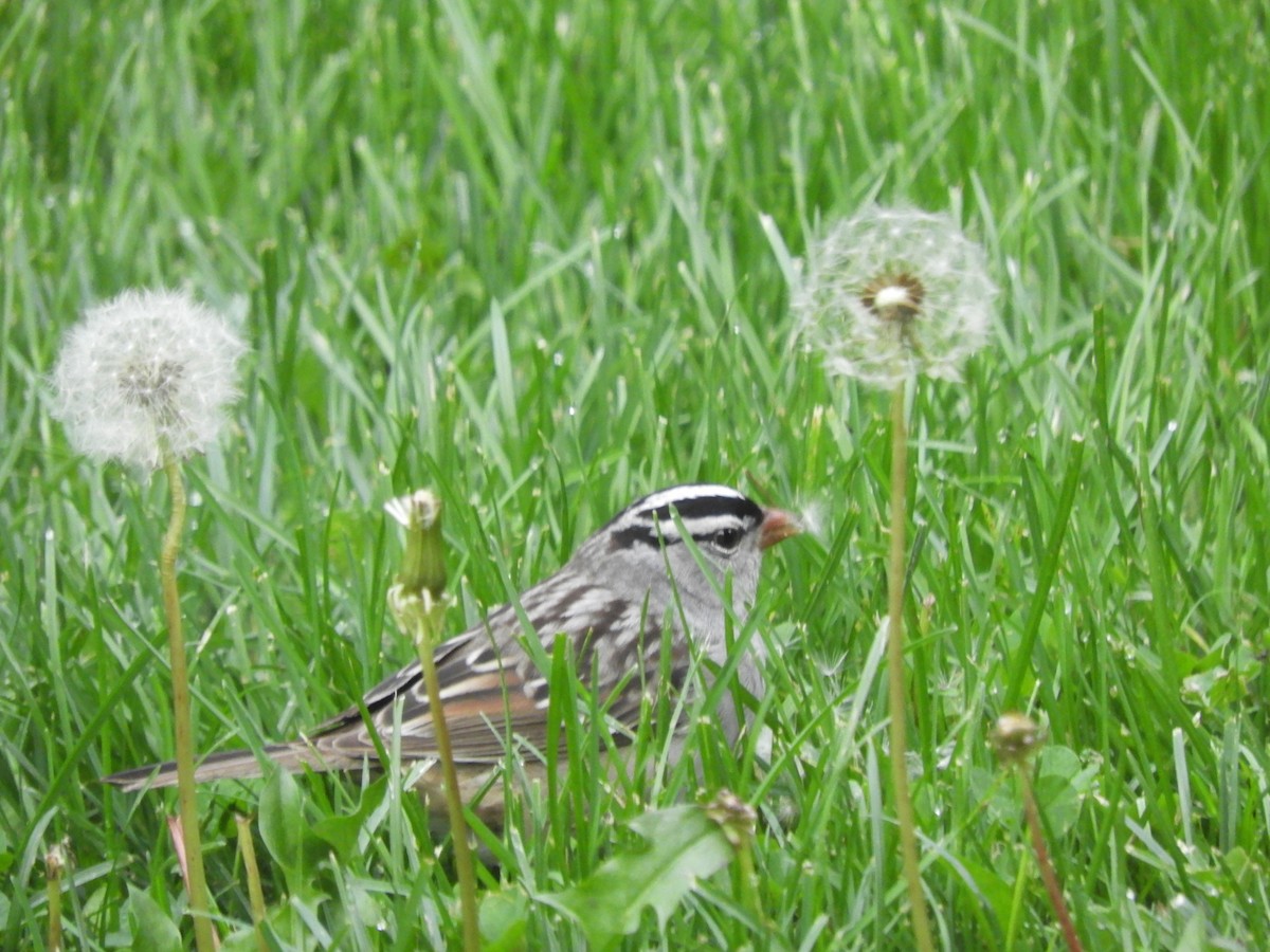 White-crowned Sparrow (leucophrys) - ML618768475