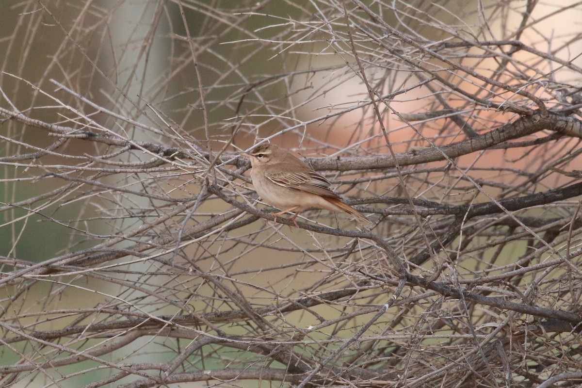 Rufous-tailed Scrub-Robin - ML618768477